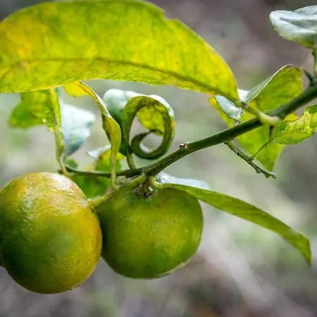 Quinta Minuvida Pensión