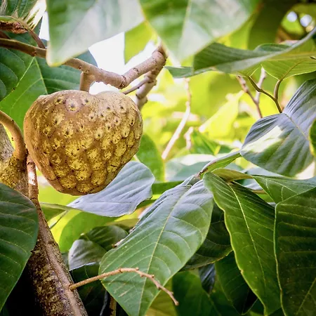 Gæstehus Quinta Minuvida Rabo de Peixe