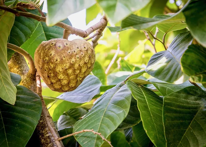 Πανσιόν Quinta Minuvida Rabo de Peixe