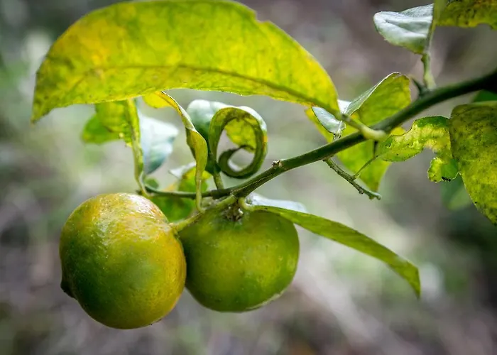 Quinta Minuvida Πανσιόν