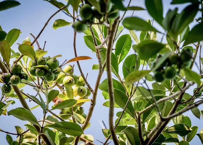 Quinta Minuvida Πανσιόν 4*